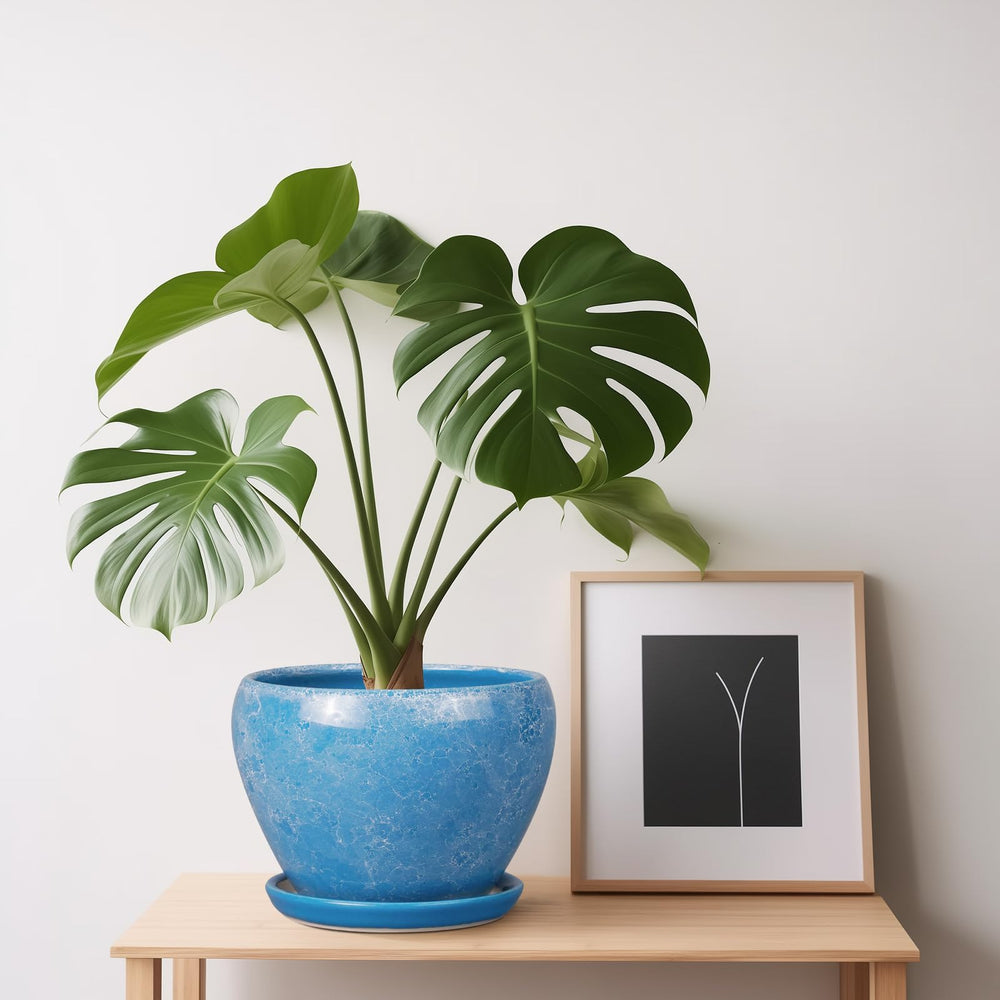 Ceramicfor 6 Inch Ceramic Planter Pot with saucer and drainage hole