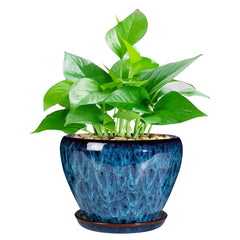 Ceramicfor 6 Inch Succulent Planter Pot in Blue with saucer