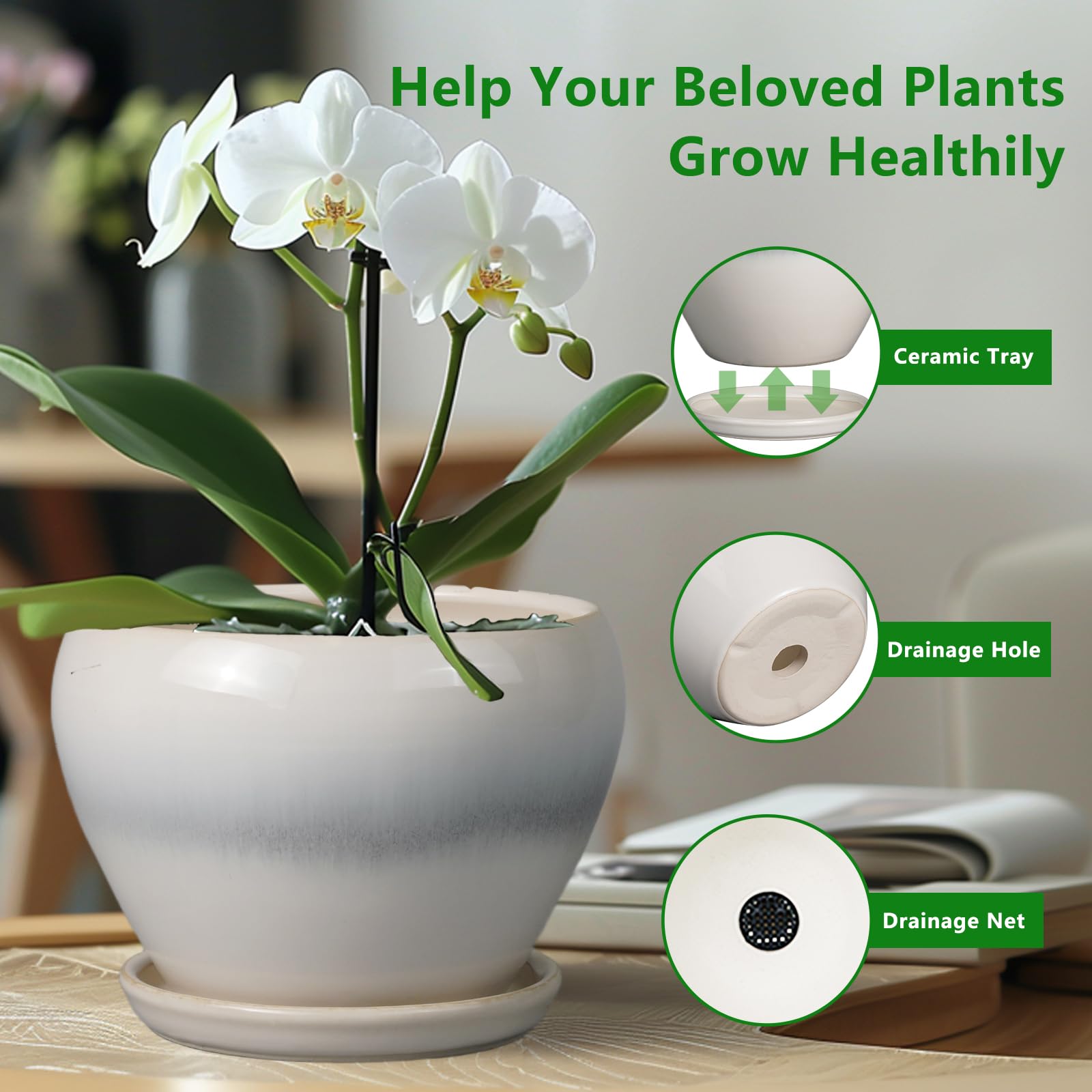 Ceramicfor 6 Inch White Planter Pot with various indoor plants