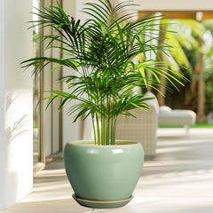 Ceramicfor 8 Inch Plant Pot filled with a snake plant