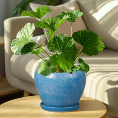 Ceramicfor ceramic planter with saucer and drainage net