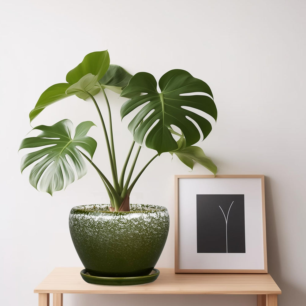 Ceramicfor planter with succulent plant inside