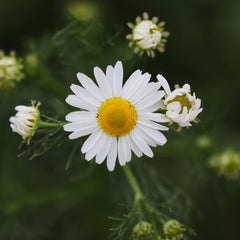 Chamomile plants in a garden setting