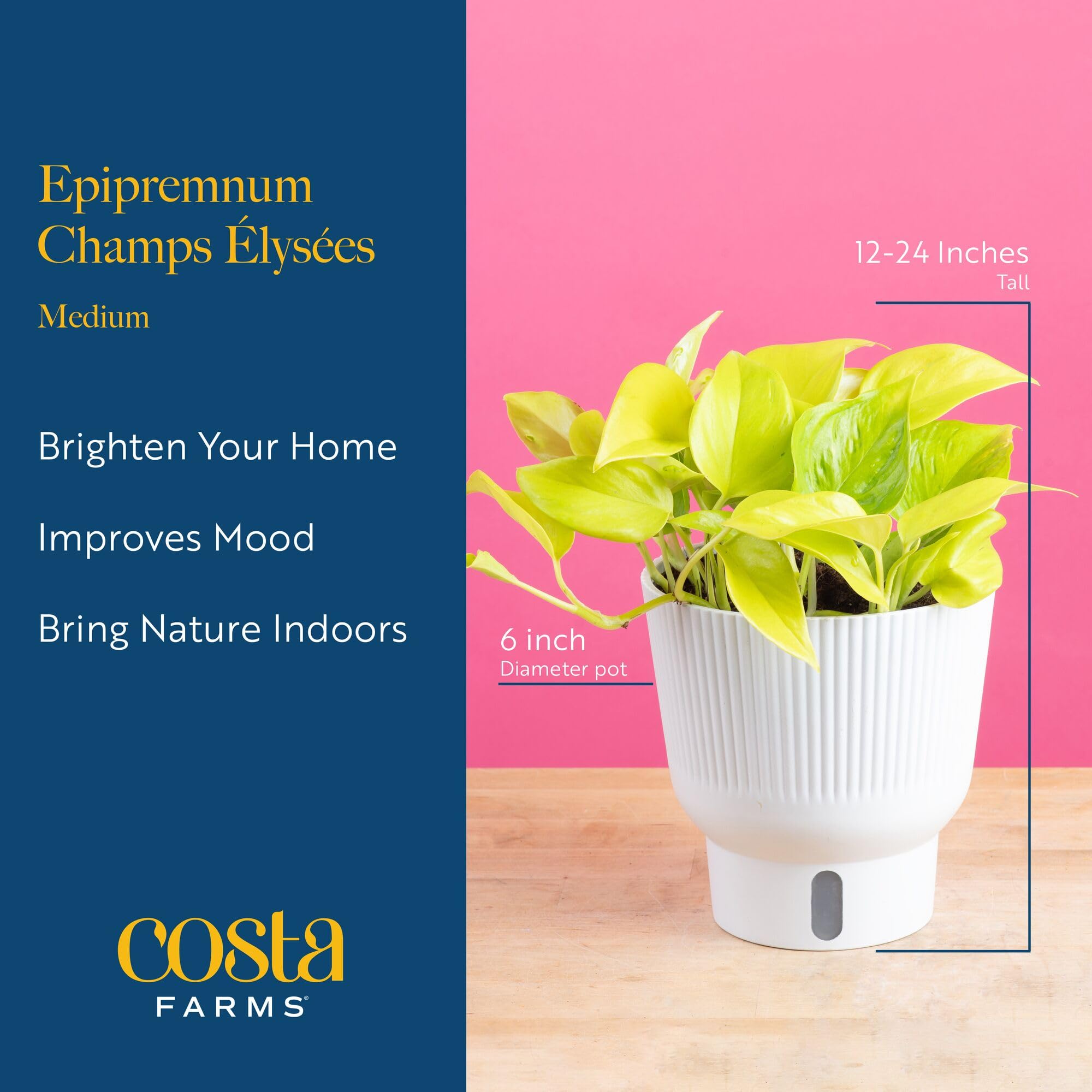 Champs Élysées Pothos plant displayed on a shelf with bright light