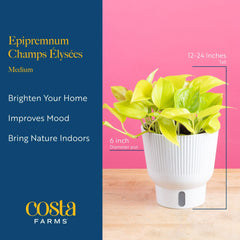 Champs Élysées Pothos plant displayed on a shelf with bright light