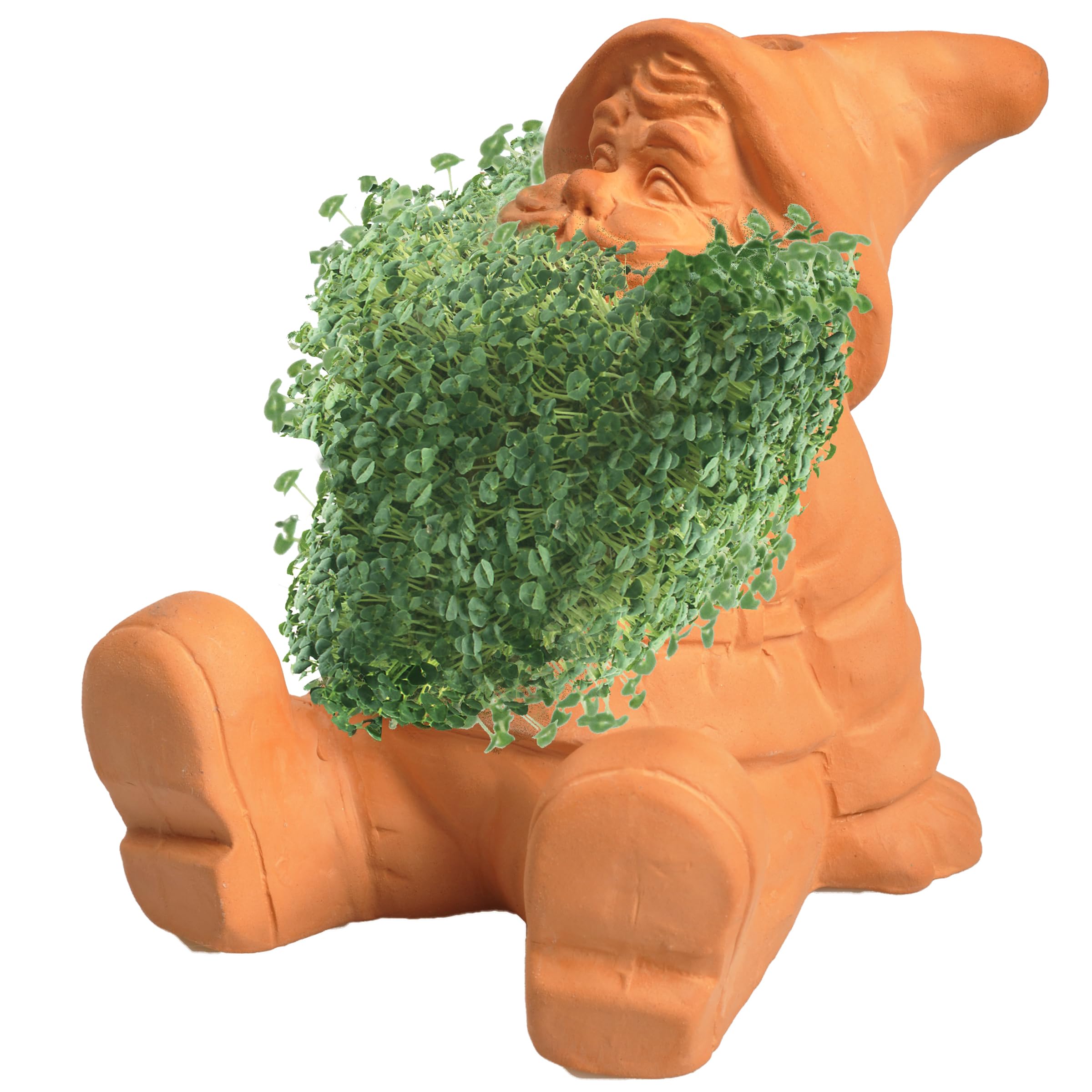 Chia Classic Gnome Planter in a kitchen setting