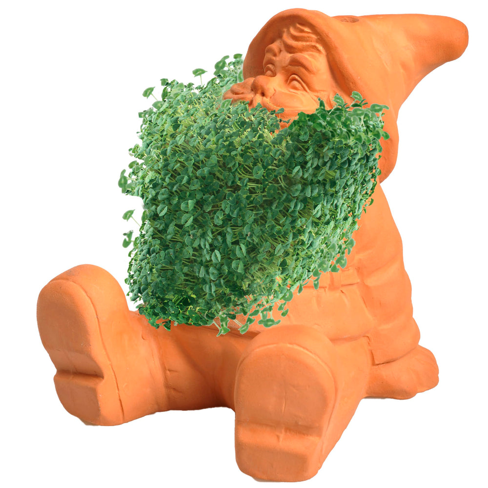 Chia Classic Gnome Planter in a kitchen setting