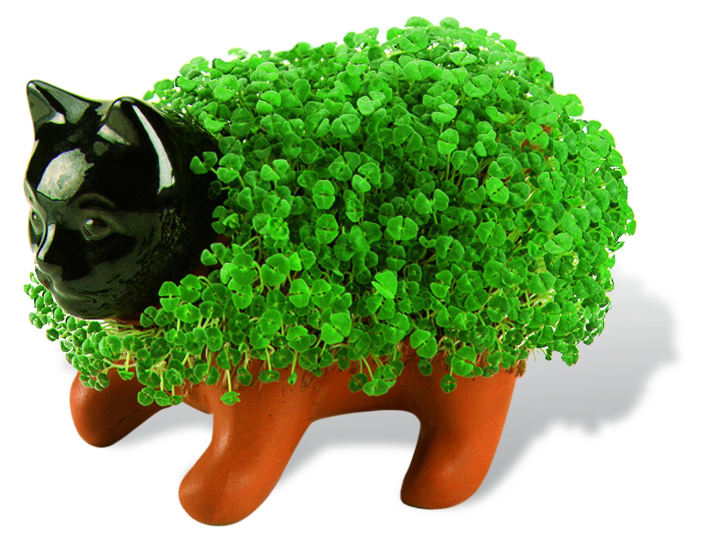 Chia Planter showing chia seeds ready for planting