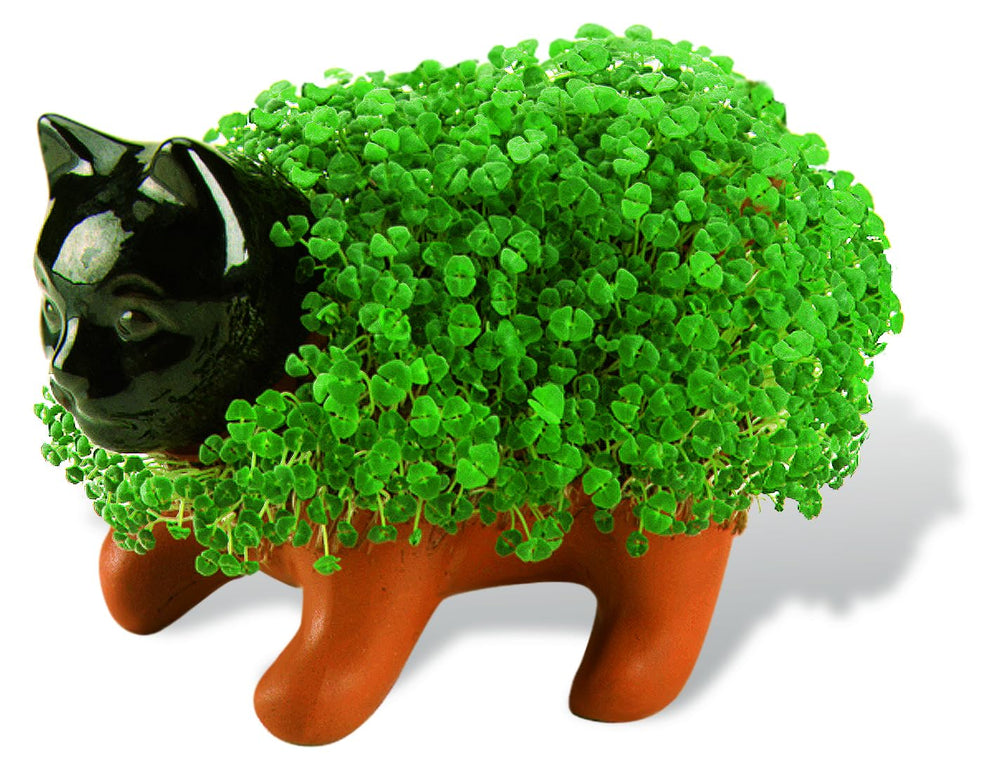 Chia Planter showing chia seeds ready for planting