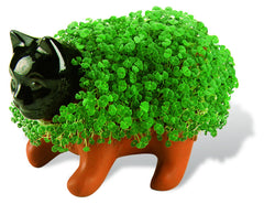 Chia Planter showing chia seeds ready for planting