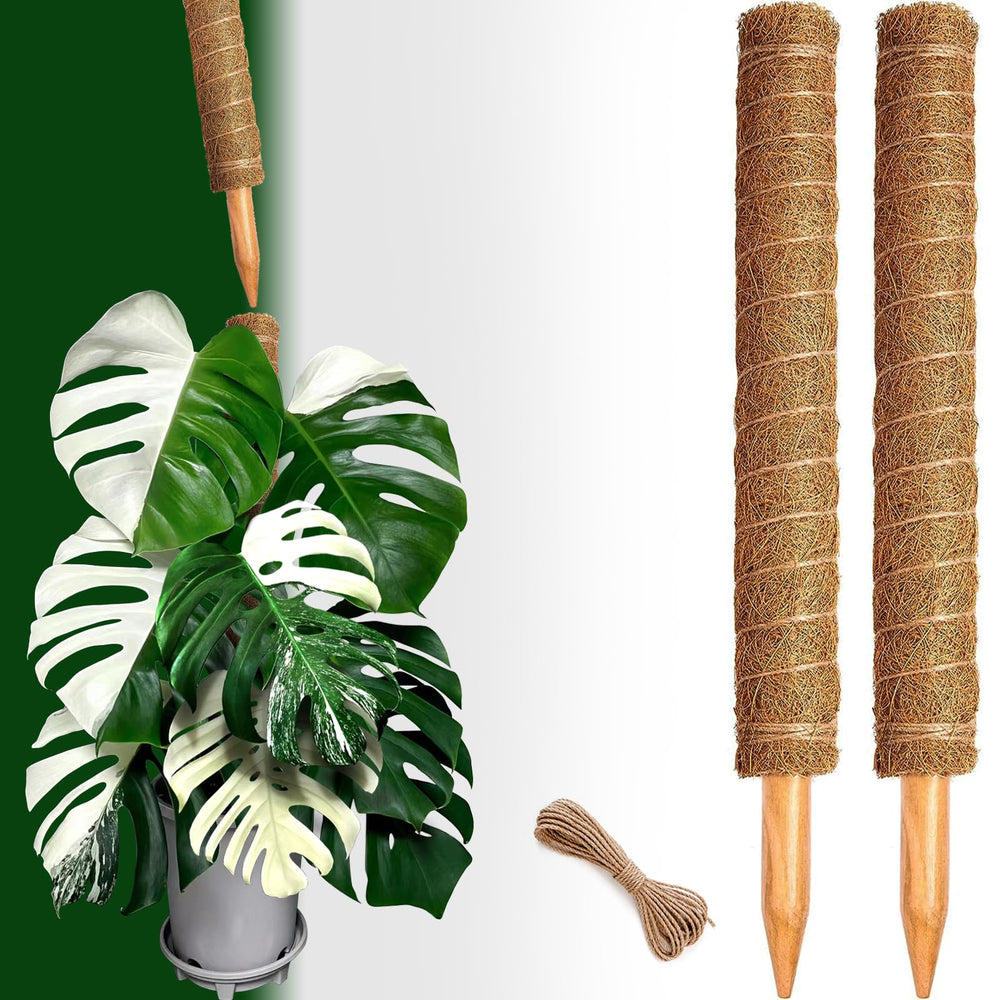 CHIAFFI moss pole with plant roots adhering to coir
