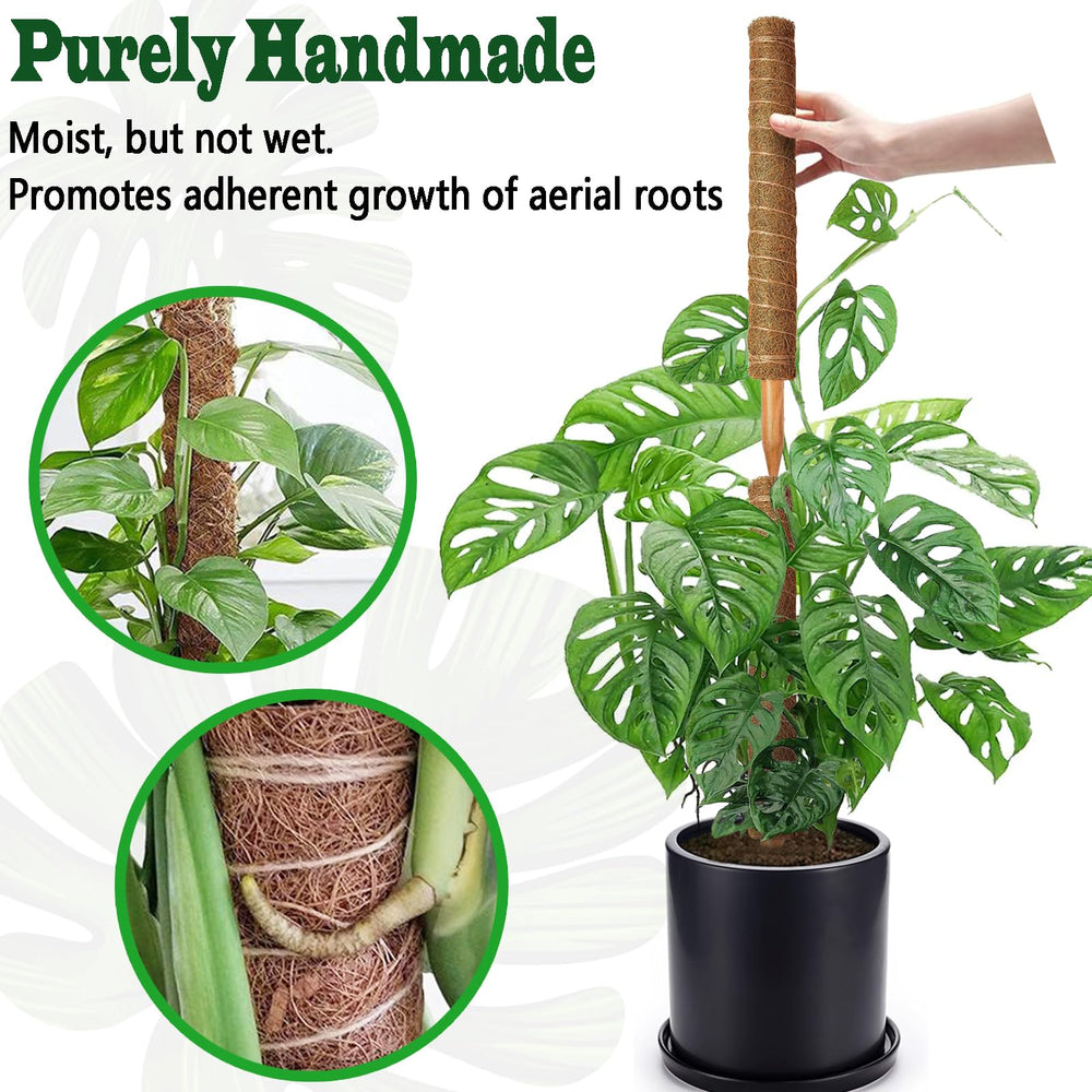 CHIAFFI moss poles in a potted Monstera plant