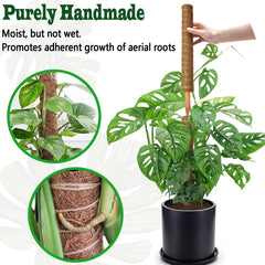CHIAFFI moss poles in a potted Monstera plant