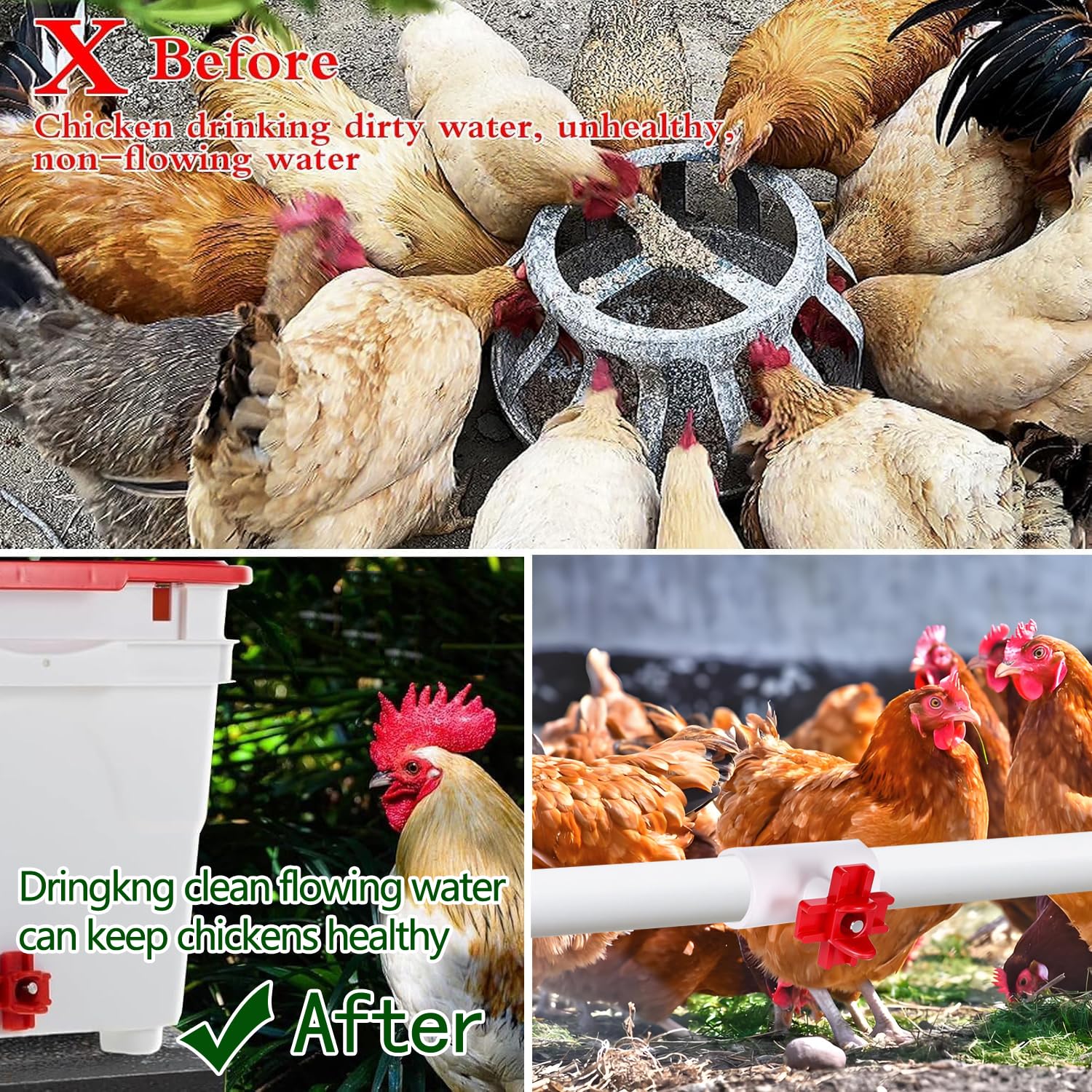 Chicken drinking from the automatic nipple waterer