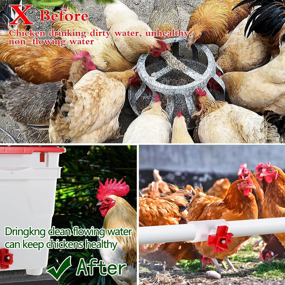 Chicken drinking from the automatic nipple waterer