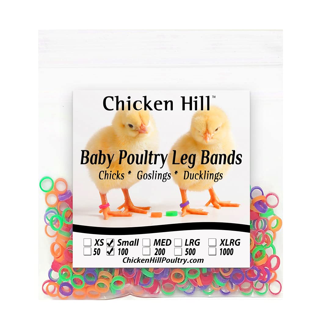 Chicken Hill Baby Poultry Leg Bands Size 3 Small in vibrant colours