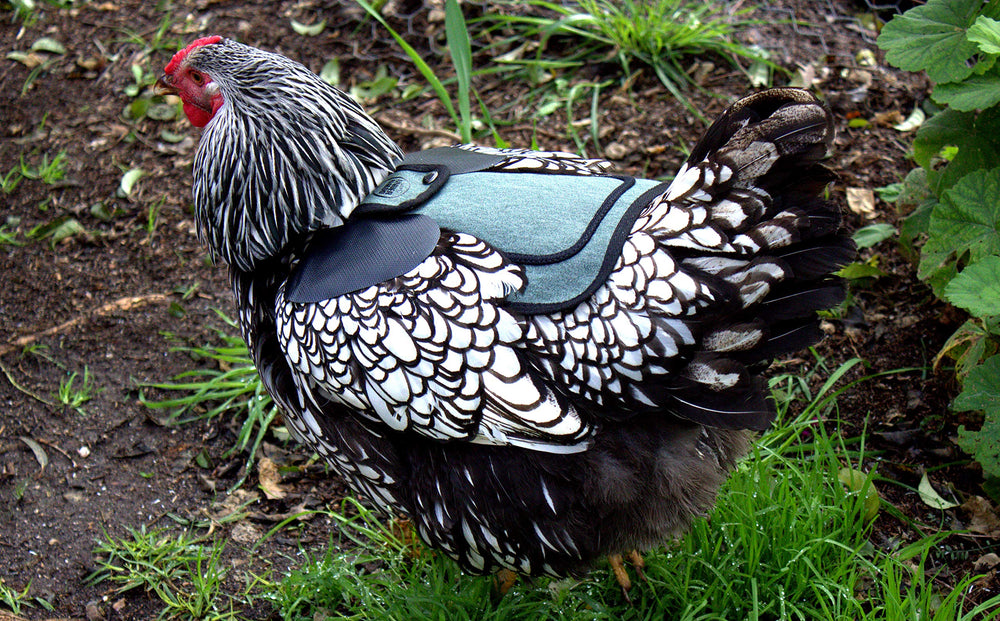 Chicken Saddle packaging with product information