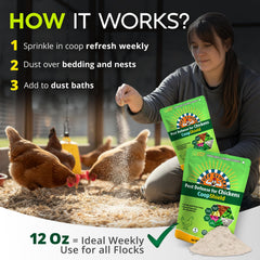 Chickens enjoying Buff Clucks Dust Bath in nesting box