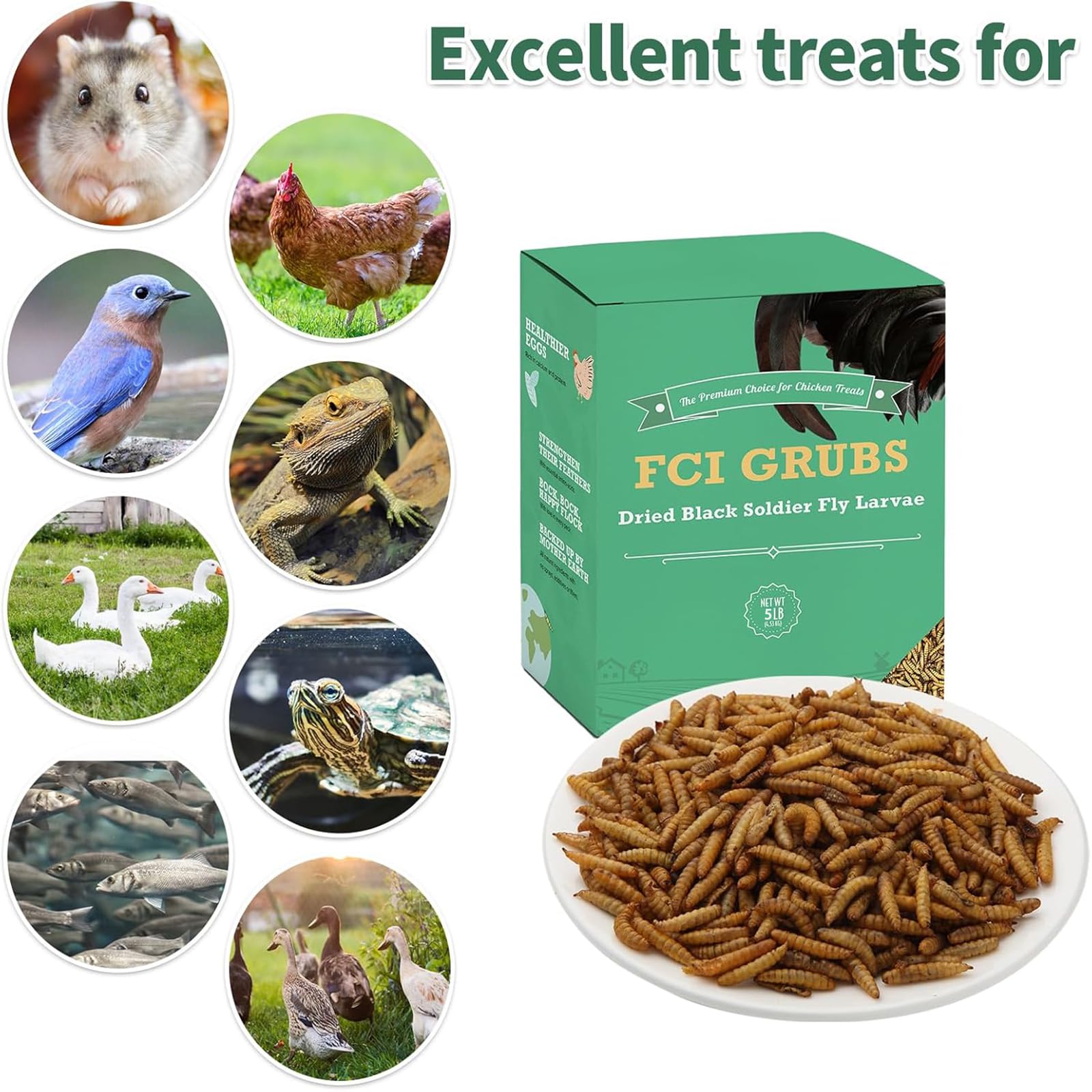 Chickens enjoying FCI GRUBS Dried Black Soldier Fly Larvae