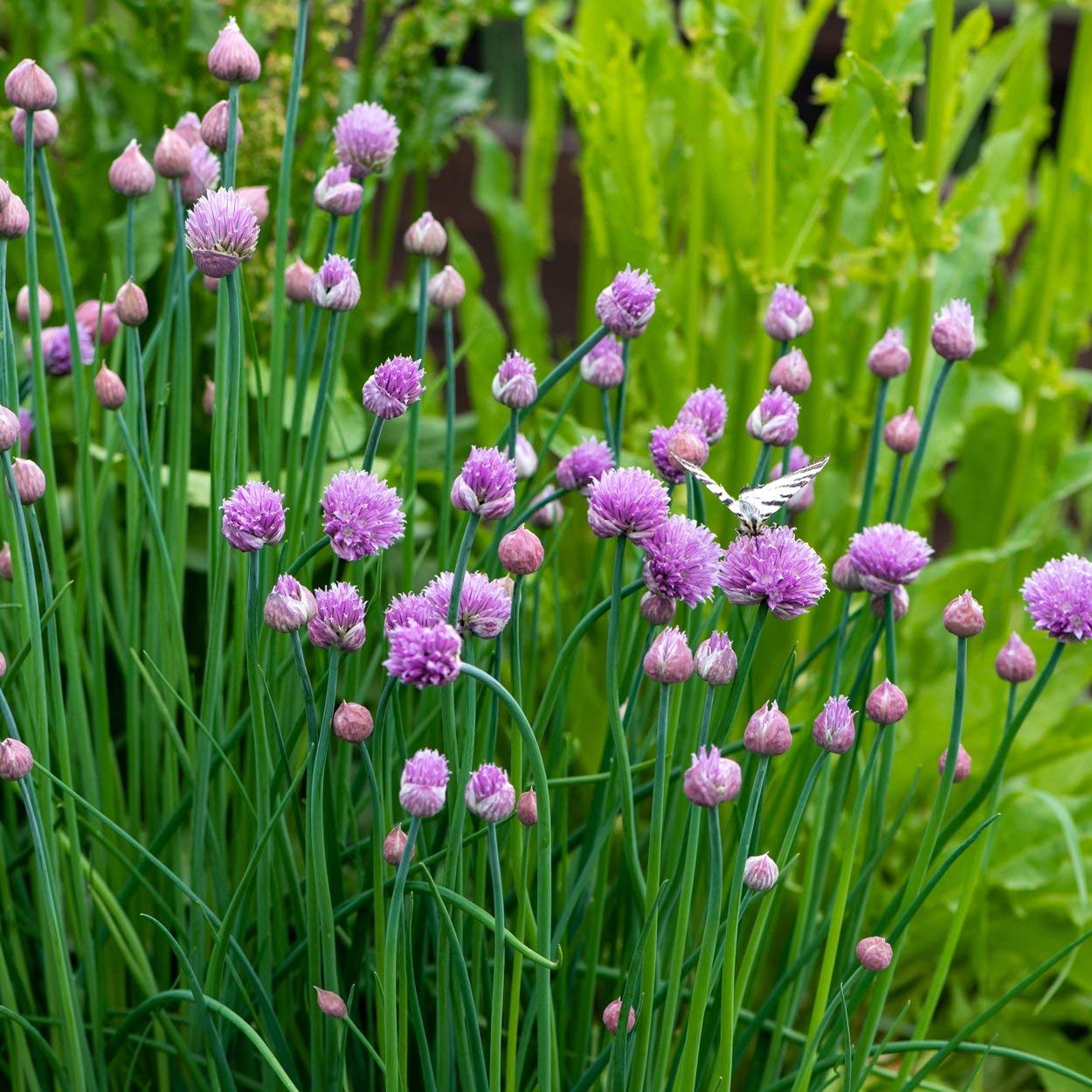 Chive plant with delicate flowers in bloom