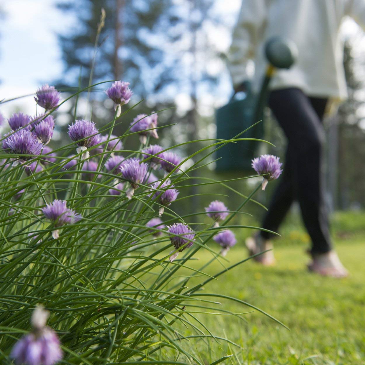 Chive seeds packet with organic certification details