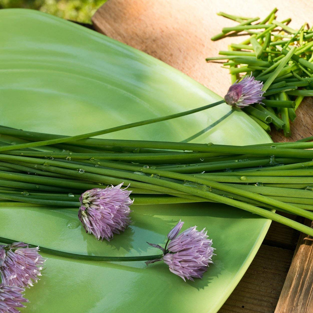 Chives harvested and ready for culinary use