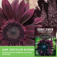 Chocolate Cherry Sunflower Seeds packet back view with planting instructions