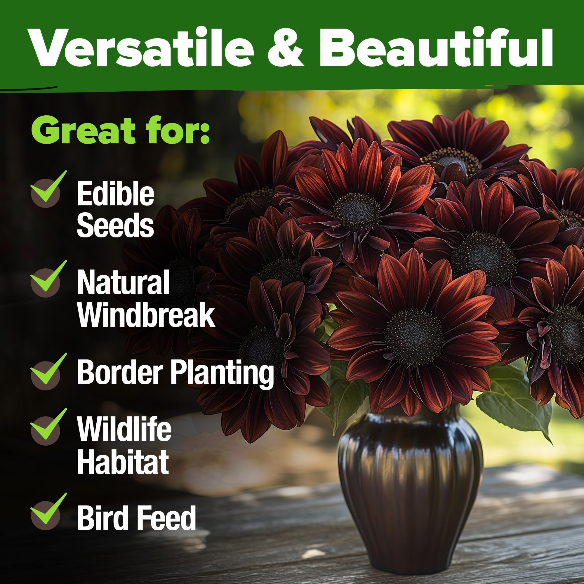 Chocolate Cherry Sunflowers attracting bees in garden