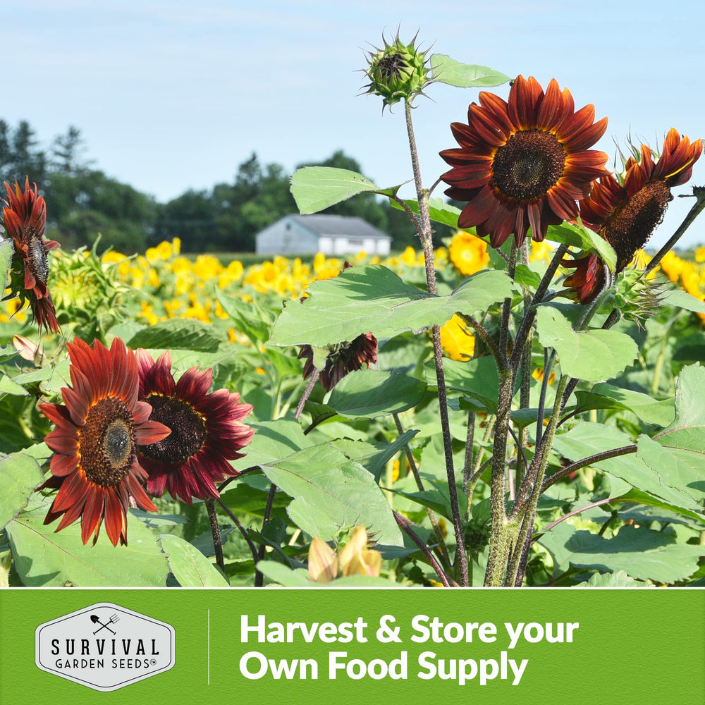 Chocolate Cherry Sunflowers growing in a sunny garden