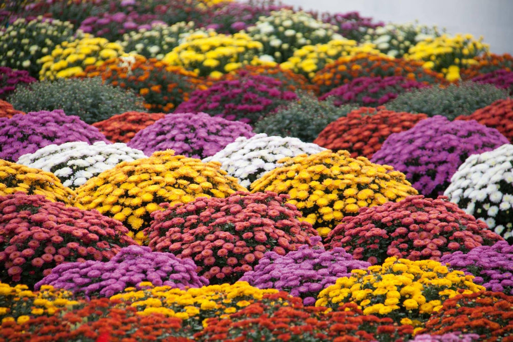 Chrysanthemum flowers cut for indoor arrangements
