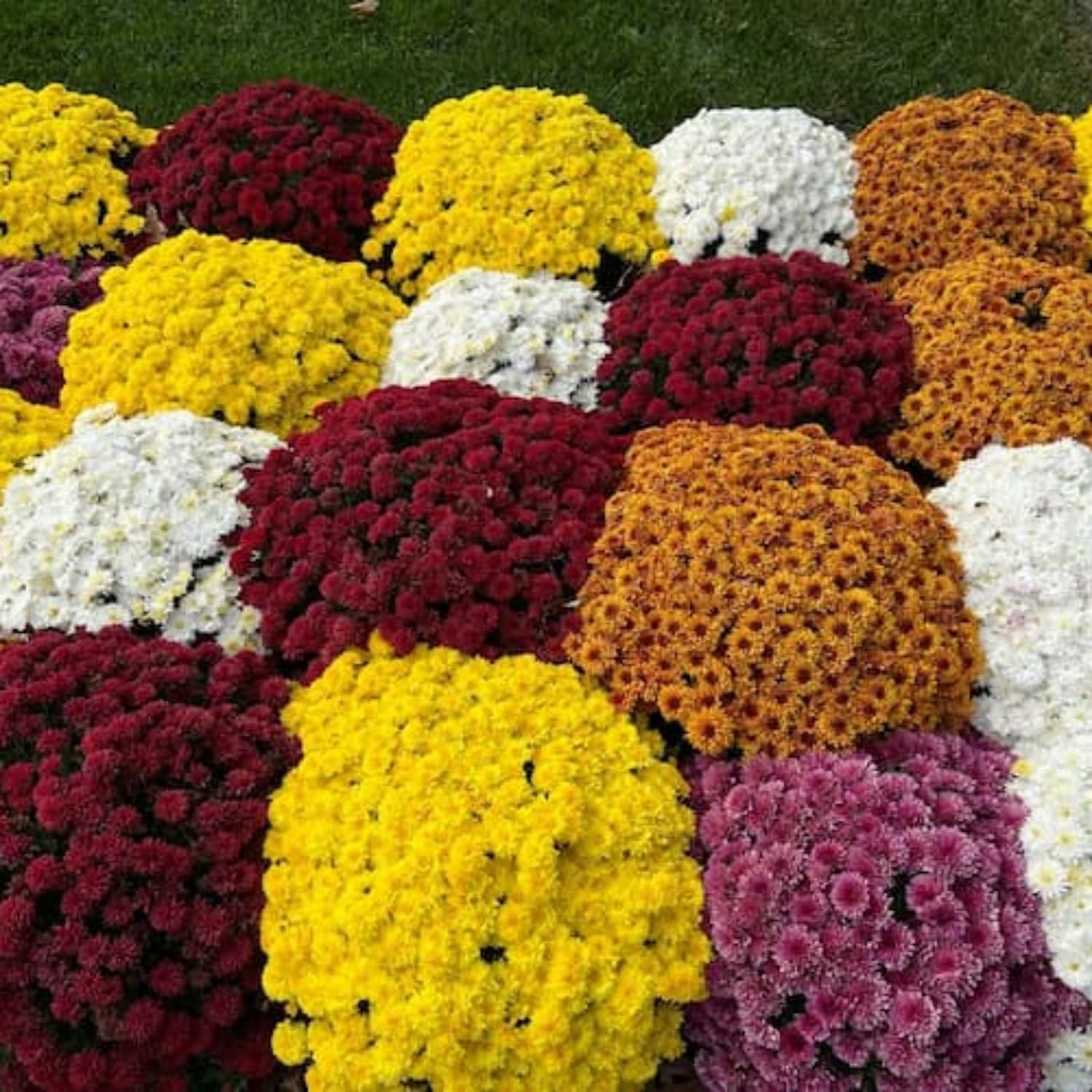 Chrysanthemum flowers in a garden setting