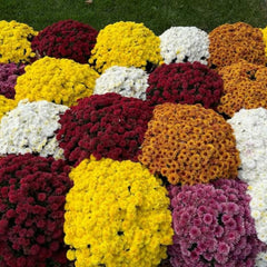 Chrysanthemum flowers in a garden setting