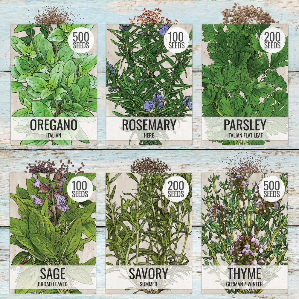Cilantro seeds packet in the Seed Needs variety pack