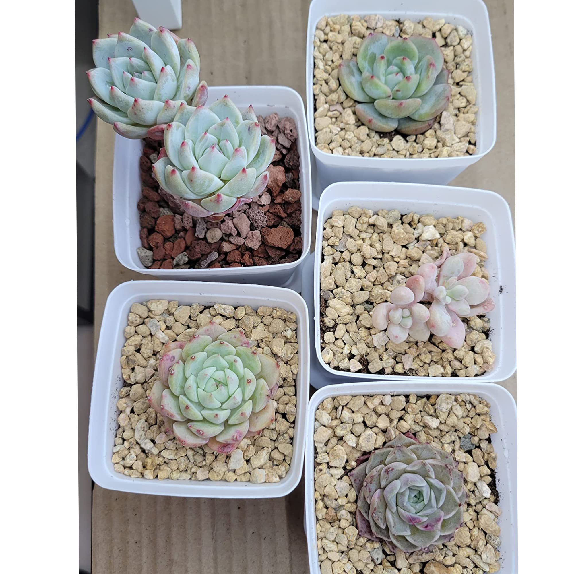 CJGQ Maifanitum Stones in a fish tank setting