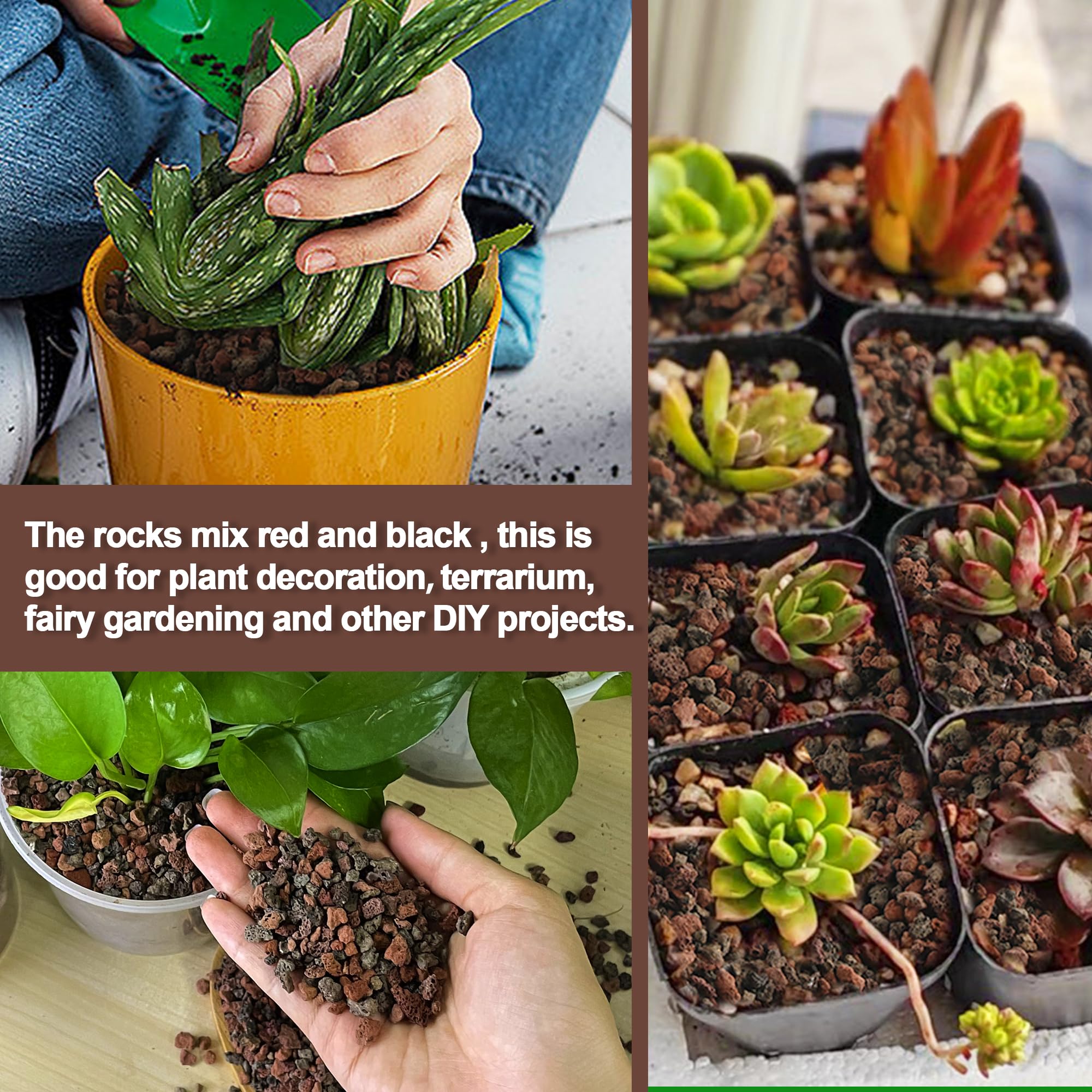 CJGQ Mix Lava Rocks used in a succulent arrangement