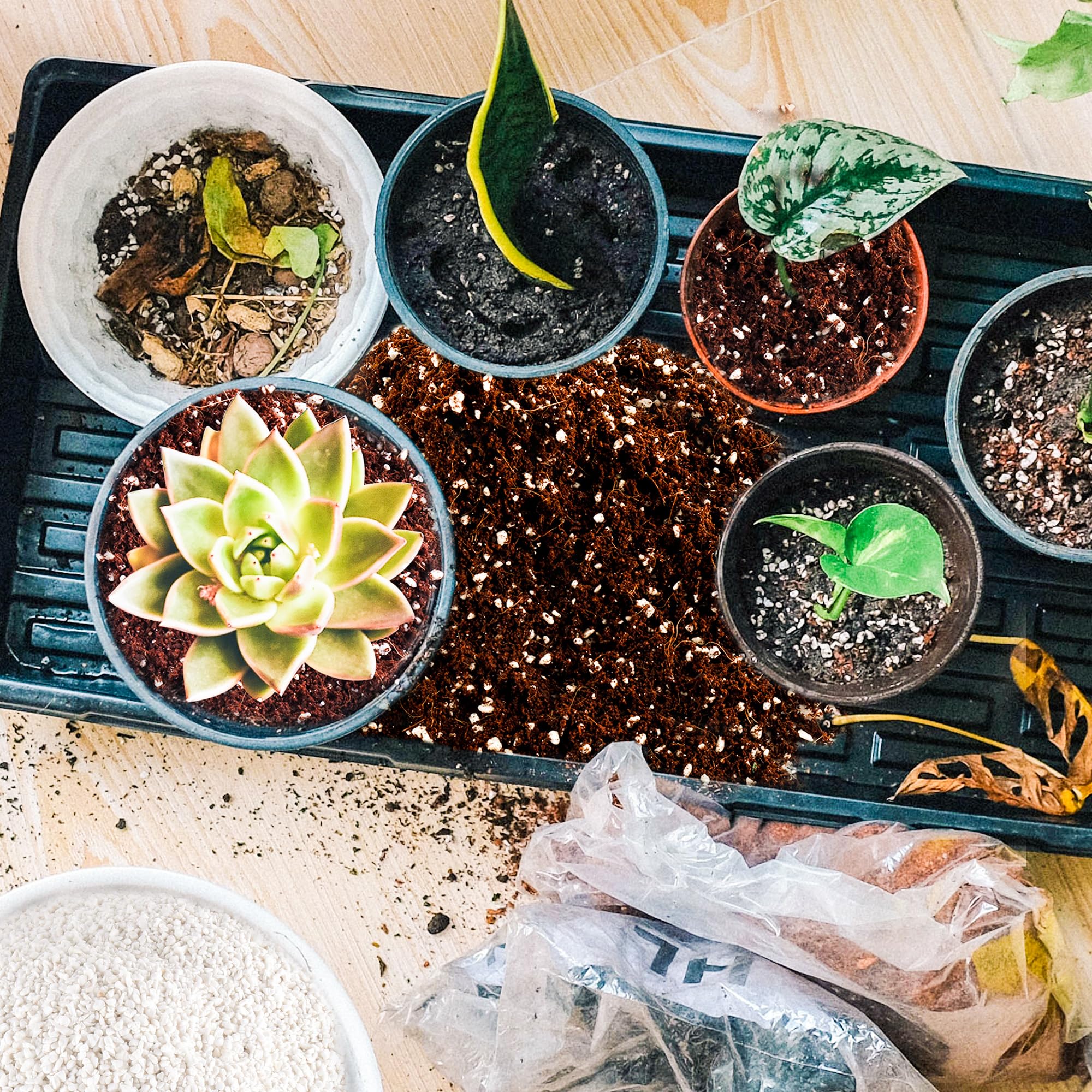 CJGQ Perlite mixed with potting soil
