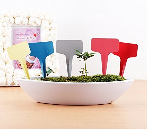 Cleaning KINGLAKE plastic plant labels with household cleaner