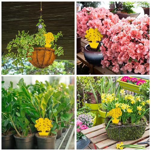 Cleanuper Gnat Killer Sticky Trap inserted in potted plant