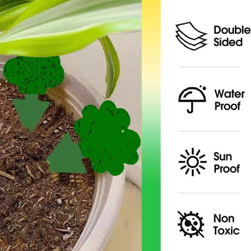Cleanuper gnat trap in a potted plant