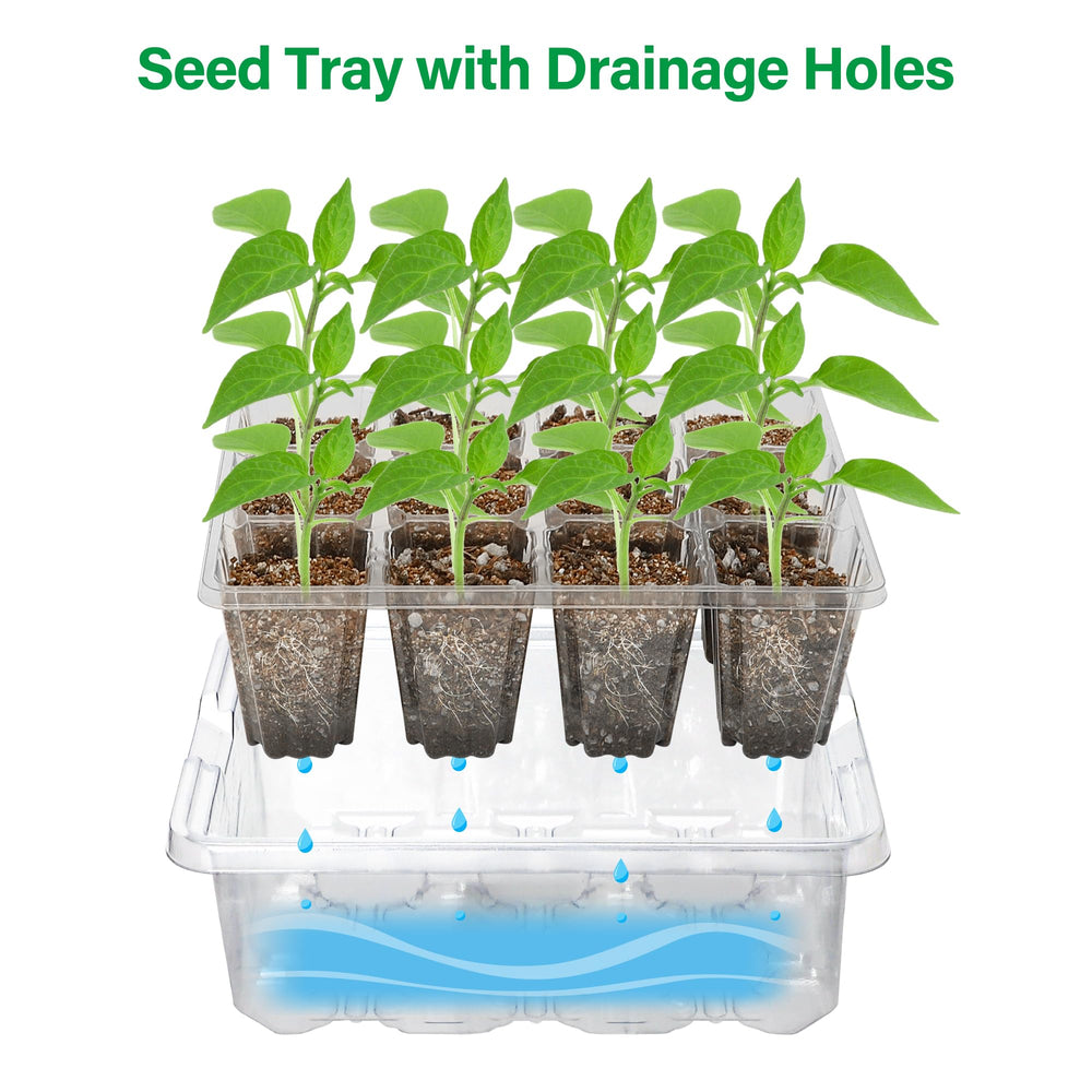 Clear base tray with seedlings growing inside