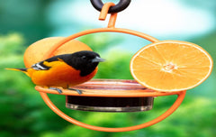 Clear glass bowl of Monarch Abode Hanging Bird Feeder filled with bird seed