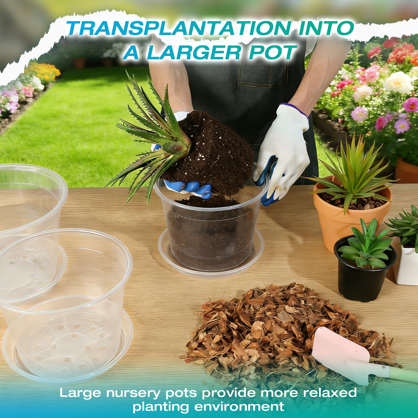 Clear nursery pots displayed with various plants