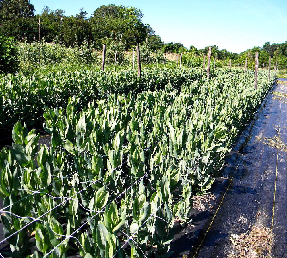 Climbing plants supported by TENAX trellis net
