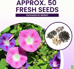 Climbing vines seeds planted in garden showing vibrant growth