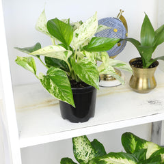 Close-up of a golden pothos plant with vibrant green leaves