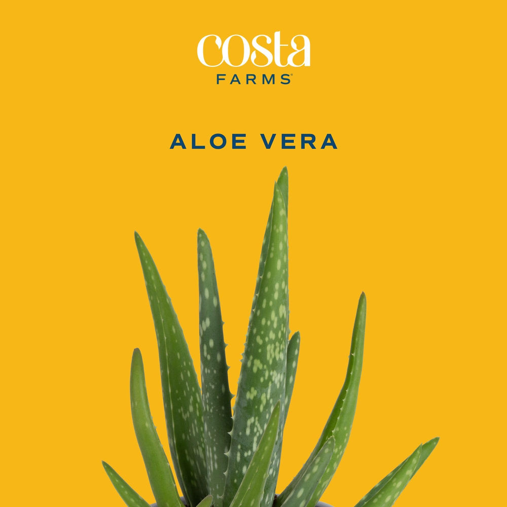 Close-up of Aloe Vera leaves, showcasing texture