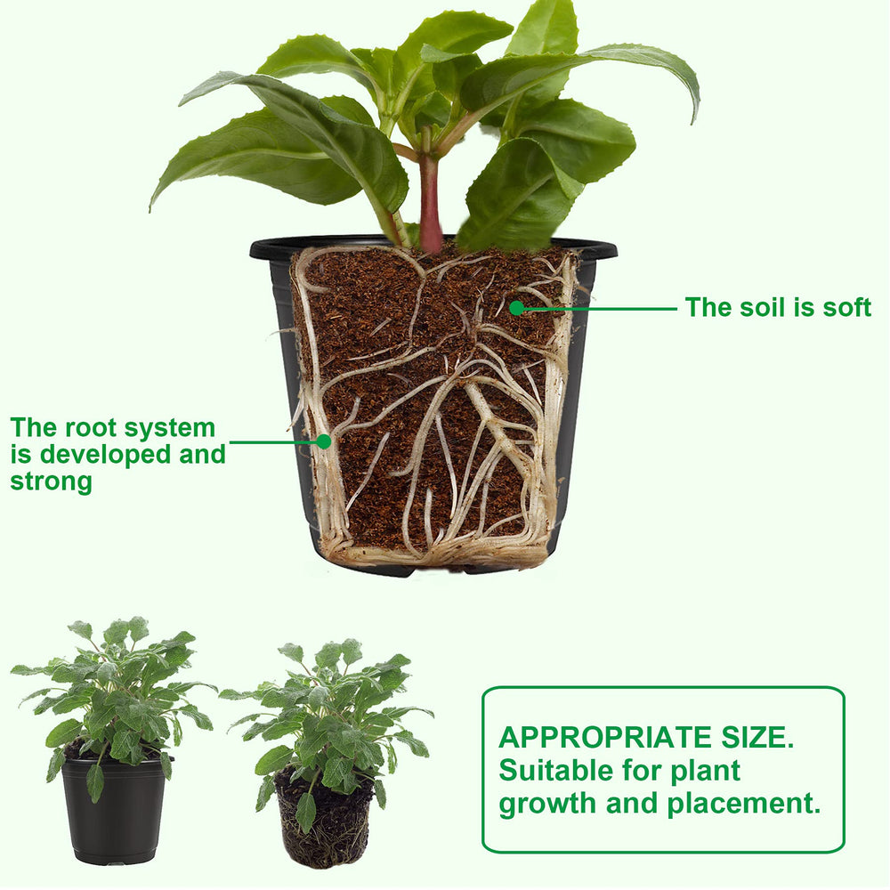 Close-up of Augshy 4-Inch nursery pot drainage holes