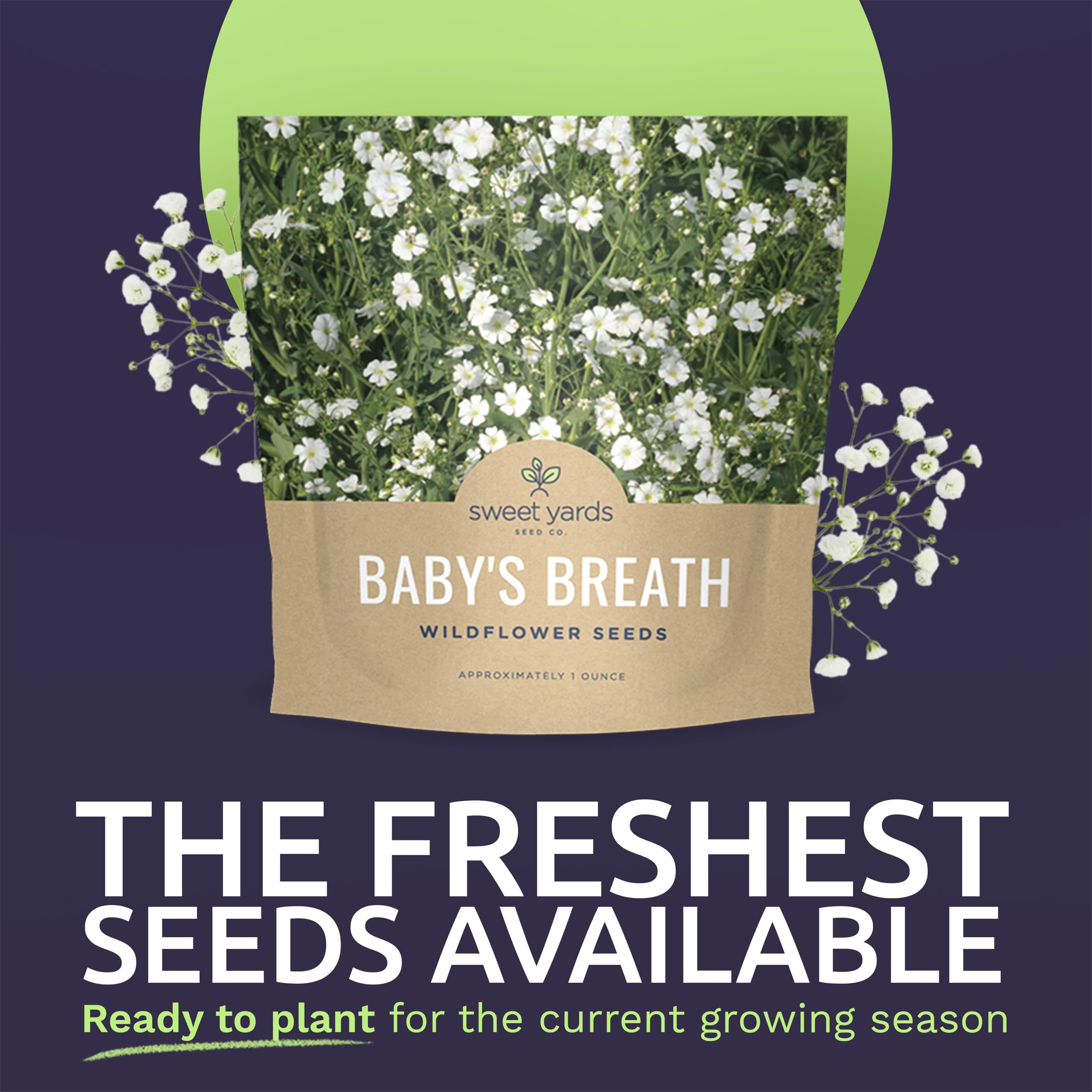 Close-up of Baby's Breath seeds in packaging