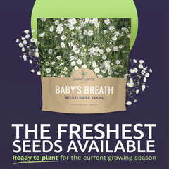 Close-up of Baby's Breath seeds in packaging