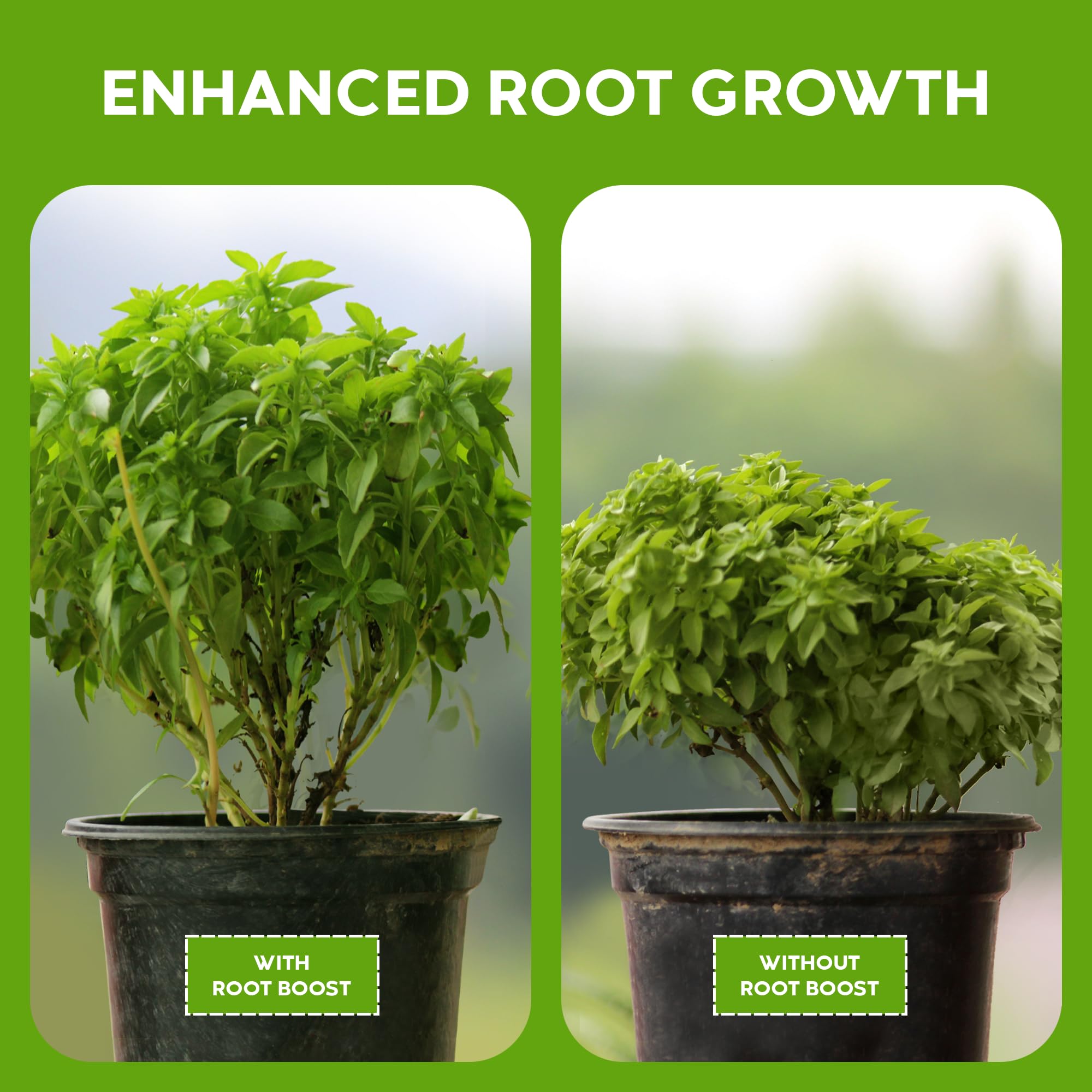 Close-up of Big Foot Probiotic Root support Powder texture